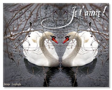 Couple cygnes amoureux