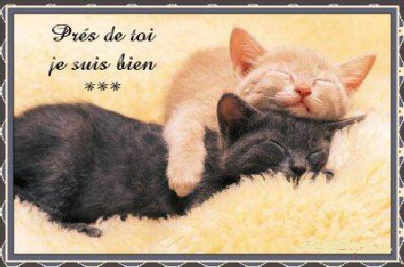 couple de chats amoureux
